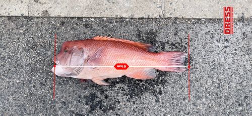 コブダイの釣果