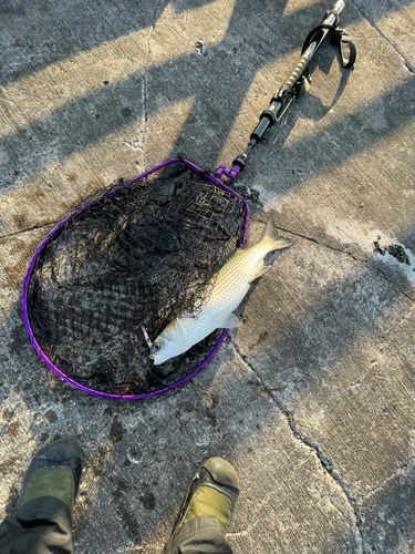 ボラの釣果