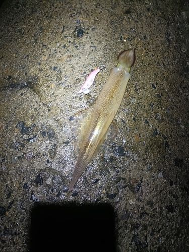 ヤリイカの釣果