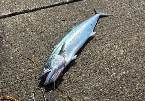 サゴシの釣果
