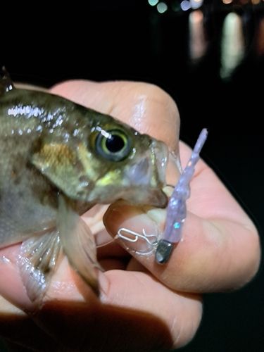 シロメバルの釣果