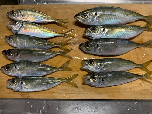 アジの釣果
