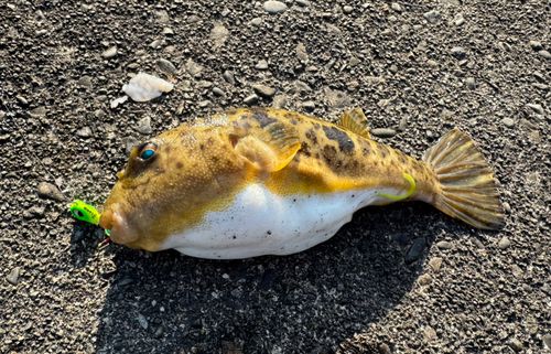 フグの釣果