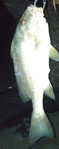 コロダイの釣果