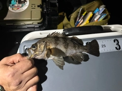 シロメバルの釣果