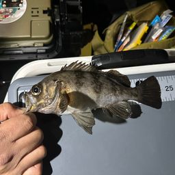 シロメバル