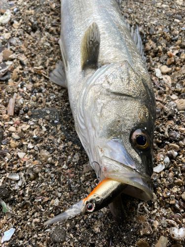 マルスズキの釣果