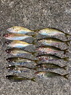 アジの釣果