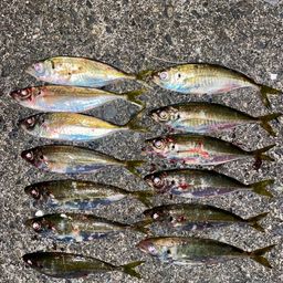 アジ