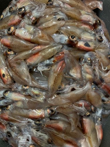 ホタルイカの釣果