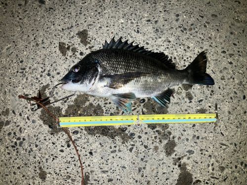 クロダイの釣果