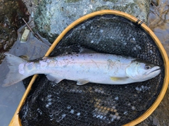 ヤマメの釣果
