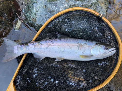 ヤマメの釣果