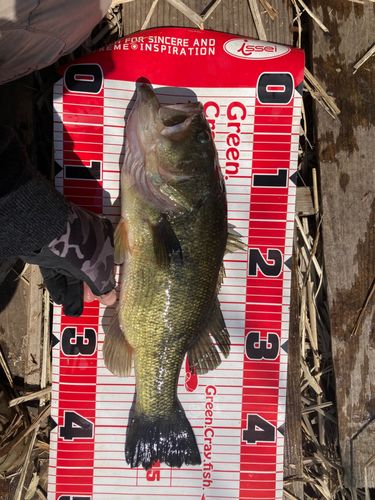 ラージマウスバスの釣果