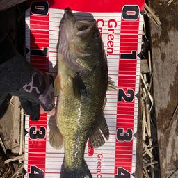 ラージマウスバス