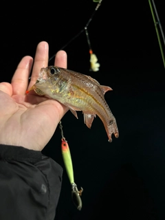 オオスジイシモチの釣果