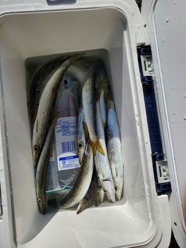 アカカマスの釣果