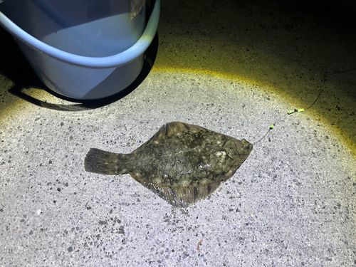 クロガシラガレイ