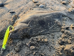 ヒラメの釣果