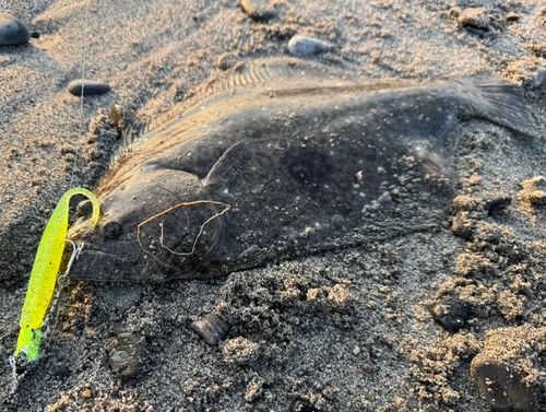 ヒラメの釣果