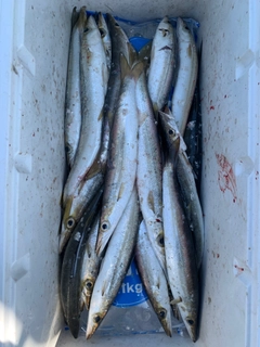 カマスの釣果