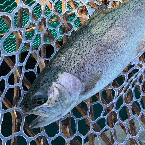 トラウトサーモンの釣果