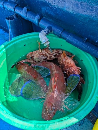 ホウボウの釣果