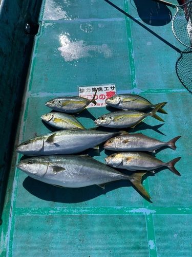シマアジの釣果