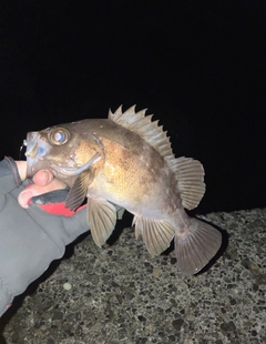 クロメバルの釣果