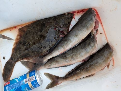 ホッケの釣果