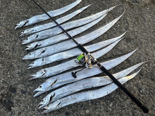 タチウオの釣果