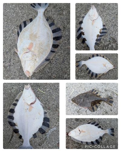 カワガレイの釣果