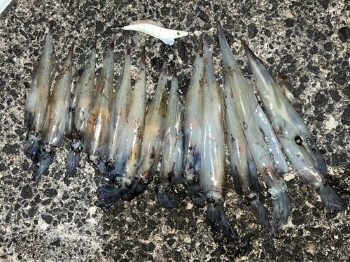 ヤリイカの釣果