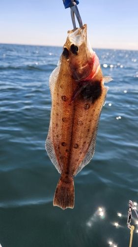 ムシガレイの釣果