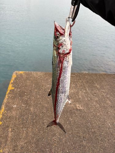 サワラの釣果