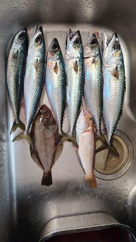 サバの釣果