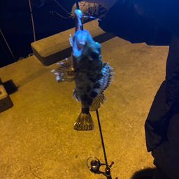 タケノコメバル