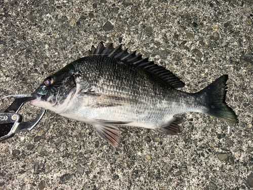 メイタの釣果
