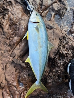 ヒラスの釣果