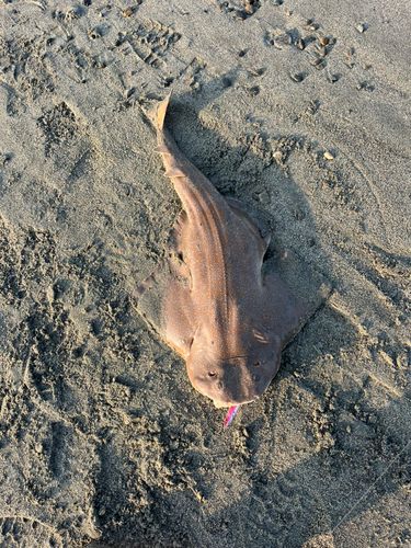 カスザメの釣果