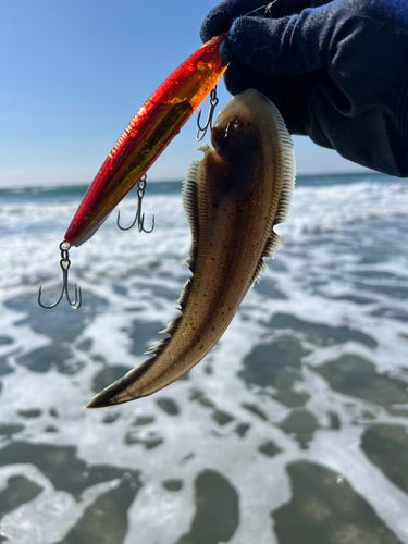シタビラメの釣果