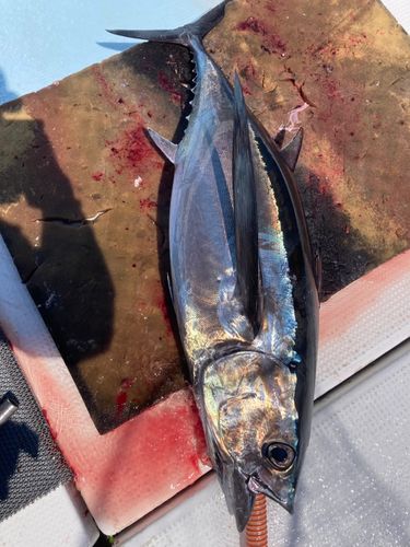 ビンチョウマグロ