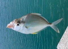 セイタカヒイラギの釣果