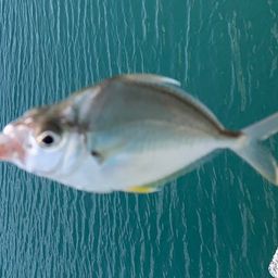 セイタカヒイラギ