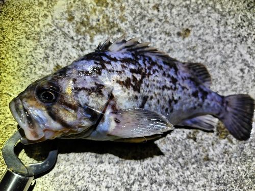 クロソイの釣果