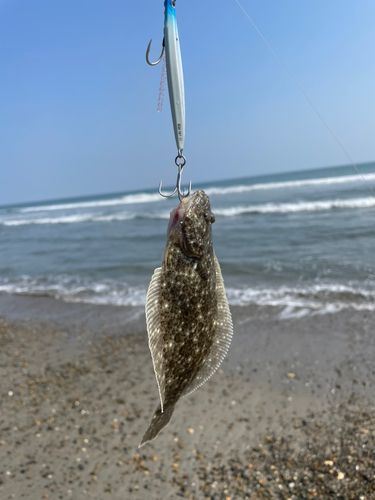 ソゲの釣果