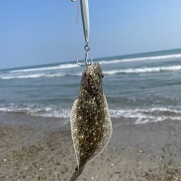ソゲ