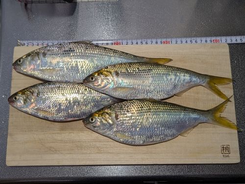 コノシロの釣果