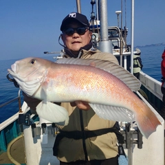 シロアマダイの釣果