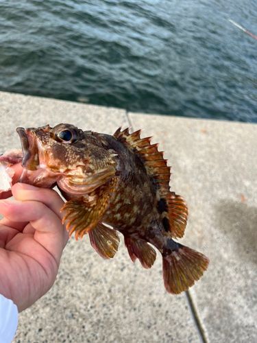 カサゴの釣果